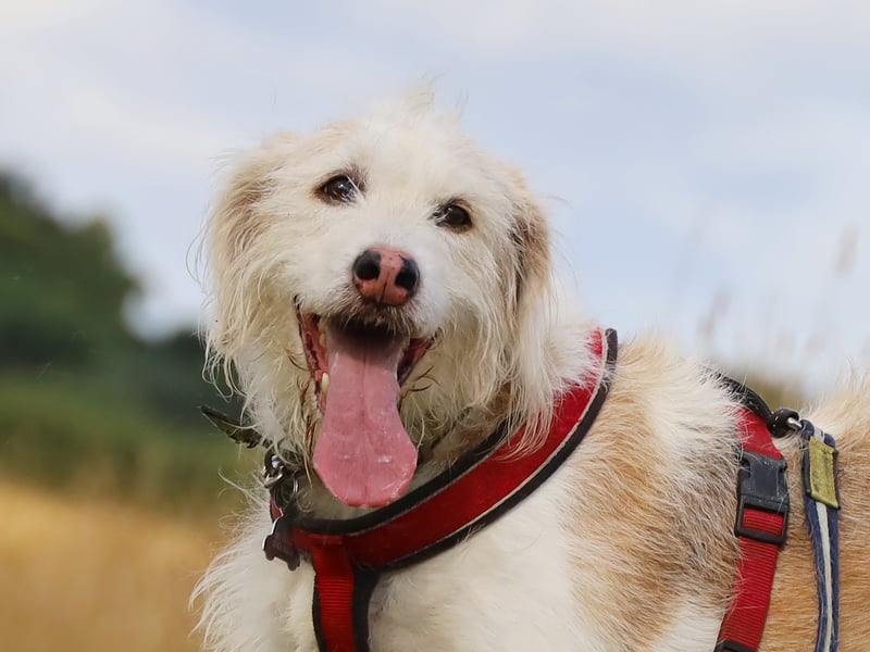 Ava is a nine-year-old Trailhound Crossbreed looking for a calm, quiet home. She’s very shy and needs patient adopters to help her build confidence in a predictable routine. Once settled, Ava’s sweet and affectionate nature will shine through. She would do best in a peaceful environment where she can feel safe and loved.