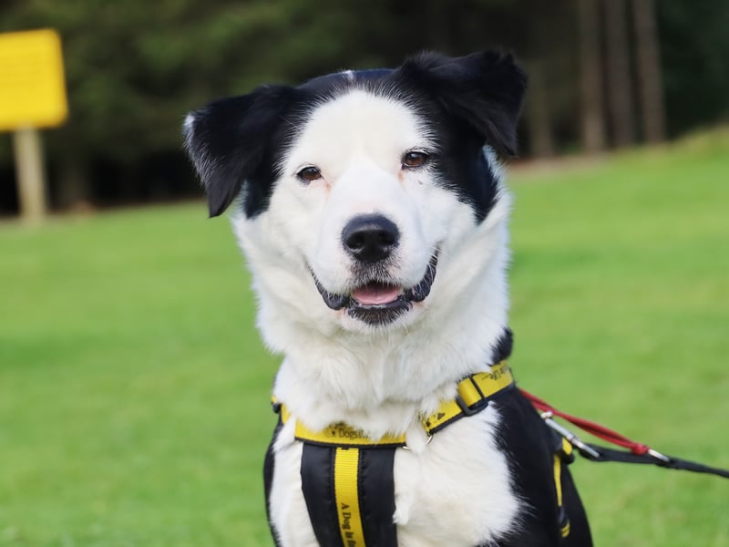 Babs is a beautiful three-year-old Collie Crossbreed full of energy and fun. She needs an active home and would do well with confident older children but must be the only pet. Babs loves chasing tennis balls and enjoys quieter walks away from other dogs. She’s friendly and food-motivated, making ongoing training a breeze.