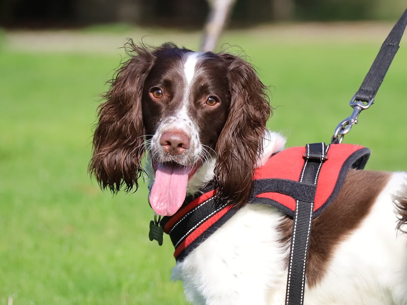 Max is a one-year-old Springer Spaniel with boundless energy and great training potential. He needs a secure garden and will do best as the only pet, though he’s doing well with socialising. Max loves older children and enjoys endless games of fetch. He’s friendly and fun-loving, and as he gets comfortable, his affectionate side will shine through.