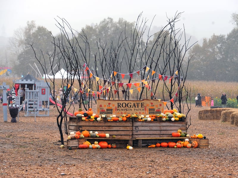 A fabulous atmosphere at Rogate Pumpkin Patch. Picture: Sarah Standing (221024-7651)