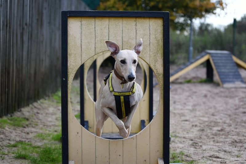 15 cute pictures inside Dogs Trust Leeds as new homes needed for 87 ...