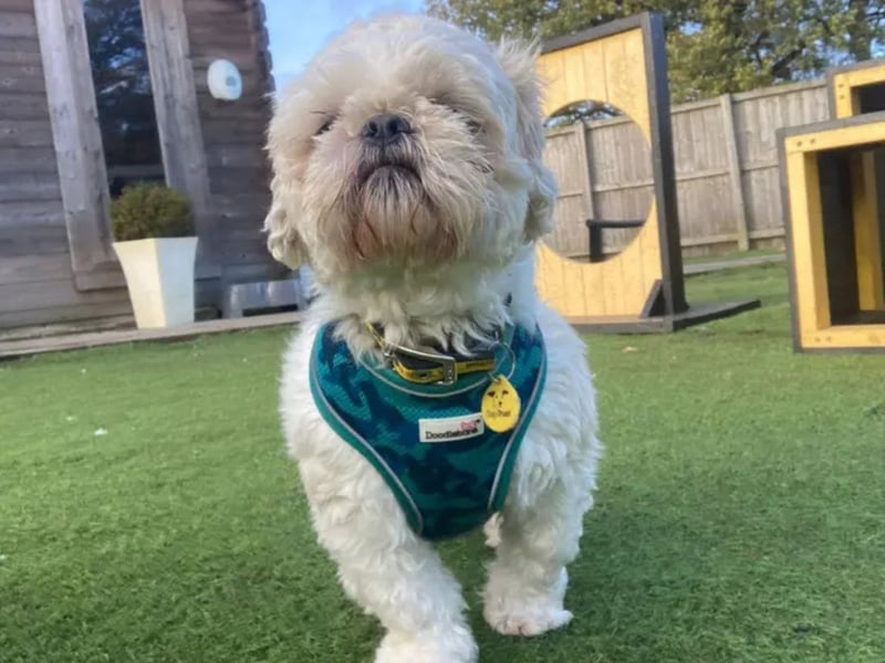 Bailey is a 2-year-old Shih Tzu. Bailey is super sweet once he is your friend and has that bond with you. Bailey is looking for a quiet home and can live with children aged 14 and above and would like to be the only pet in the home.