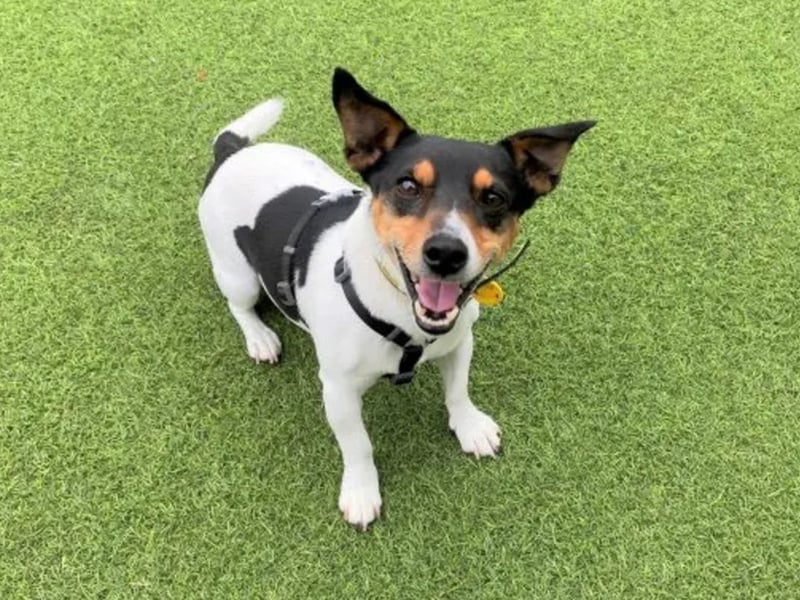 Stuart Little Shortlegs is an 9 year old Jack Russell. Stuart Little Shortlegs is a cheeky wee chap who likes attention from the people he loves. Being so small in a big world, he is nervous by loud noises, and can be worried by people he doesn't know and takes time to make friends. He is looking for an adult only home and would like to be the only pet in the home. Stuart Little Shortlegs will love his owners unconditionally, he will always greet you with the cutest bum wiggle and happy smile. Stuart Little Shortlegs is looking for an adult only home with experienced owners who have had Terriers before. He would like his own garden where he can spend time off his lead playing or relaxing. Stuart Little Shortlegs does prefer the quiet life and would need a home with few visitors and a calm environment.