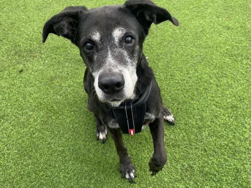 Tia is a lovely 12-Year-Old Labrador Retriever Crossbreed. She is looking for a calm peaceful home to spend her golden years. She can live with children aged 8-Years-Old and above and is fully housetrained. Tia is a sweet girl who loves the company of people and would like someone at home with her for most of the day. She will happily say hello to everyone she meets and enjoys a gentle fuss. She loves her treats, enjoys short walks and would like a garden of her own to potter in. She is looking for a home with no other pets, however is happy to go on walks with similar calm doggie friends.