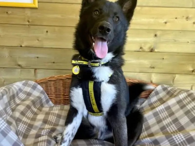 Jax is a sweet 9-month-old Akita x Collie. He is an active boy who has bundles of energy and is a lot of fun to be around. Jax would like to be the only pet in the home and can live with children aged 14 and above. Jax loves to snuggle up with his family on the sofa and enjoy lots of cuddles. He is looking for a home where there would be someone at home for most of the day and able to build up his confidence being left. He loves playing in the garden, having access to somewhere enclosed would be beneficial for him to help burn off some of his energy and continue his training.