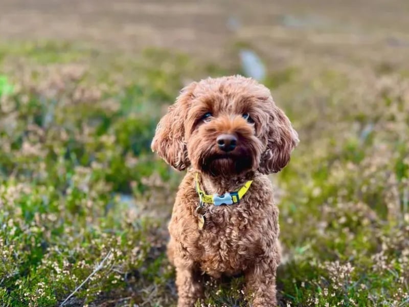 Perdue is a sweet 4-year-old Cockapoo. She is a gentle girl who can live with children aged 10-years-old and above and would like to be the only pet in the home. She is a friendly girl who loves being around her family to get lots of love and affection.
