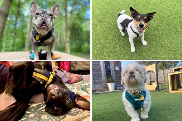 Some of the adorable looking to be adopted from the Dogs Trusts West Calder centre.