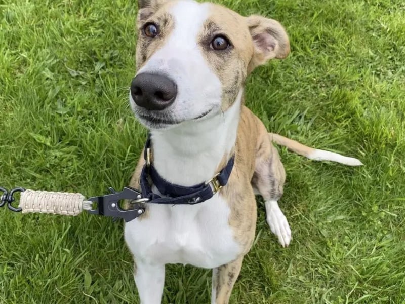 Logan Longlegs is a lovely and bouncy 1-year-old Lurcher, who makes friends with every person he meets! Logan Longlegs is looking for a home with children aged 16-years-old and above. He would like his own garden where he can have lots of zoomies and stretch his long legs! He can be left for a couple of hours on his own but would like understanding owners who can build this up gradually with him. He absolutely loves being around people and playing with all his toys. He can be very strong on lead when excited and struggles with his manners around new dogs and people, so would like owners who are happy to do this training with him and build his social skills. With a lot of energy, he would like confident experienced owners who can keep him stimulated through out the day and teach him new things!