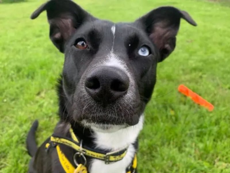 Stella is a 1-year-old Crossbreed. Stella is a super sweet and affectionate girl who loves spending time with her family. She is full of fun and is a joy to be around! Stella is looking for a quiet home with children aged 16 and above and no other pets.