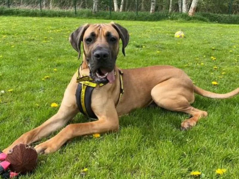 Harley is an 1 year old Great Dane crossbreed. Handsome Harley is a gentle giant with the sweetest personality. Harley is looking for a home with children aged 14 years and above and no other pets. Harley is still a young lad and would love to have owners who are keen to continue his training. Harley can be vocal when he see's other dogs and is looking for owners who are understanding of this and can walk him in quiet areas away from other dogs. As he is a big lad, he can be very strong on the lead and is looking for owners who have owned large breeds before and can manage his strength. He can be excitable when meeting new people and can forget his manners at times! Harley absolutely loves his toys, especially soft squeakies or footballs, and would like to have his own garden where he can play and stretch those long legs!