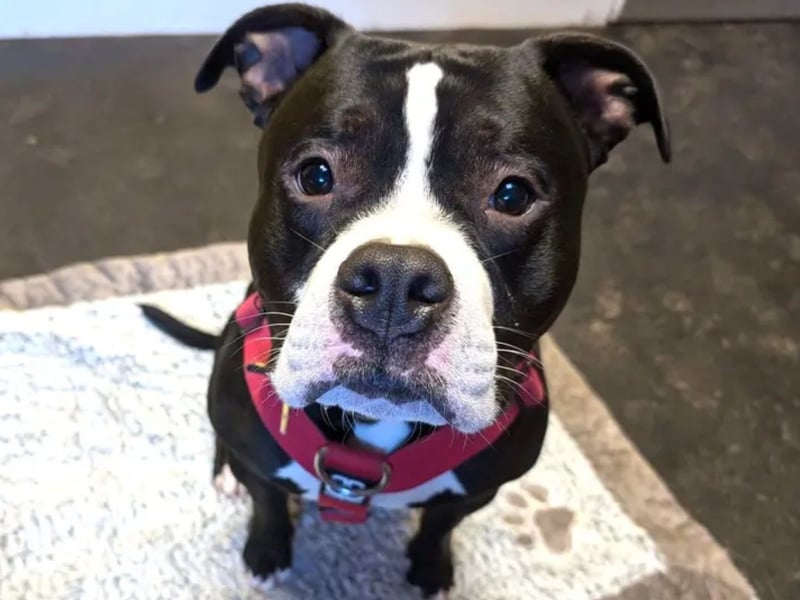 Chips is lovely 1-Year-Old American Pocket Bulldog. Chips can be worried by new people that he has not met and is looking for an understanding quiet home with children aged 16-Years-Old and above. He would like to have access to his own garden where he can explore and play with his family. Chips is happy to travel in the car for short journeys and would like a home with no other pets. He is happy to walk with other dogs when out and about, however is not bothered about making lots of doggy friends. Chips would like someone at home for most of the day to help him settle in and take things at his pace.