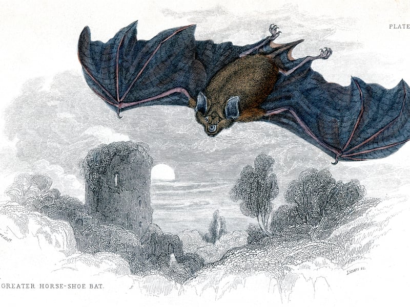 Vampires may be a popular Halloween costume, however it was the bat which came before the fangs. As a nocturnal animal, bats have a strong association with Halloween which can largely be attributed to Samhain and the bonfires which were lit during the festival. Bats would swarm the brightly lit area and, as insectivores, would eat all of the bugs and beasties.