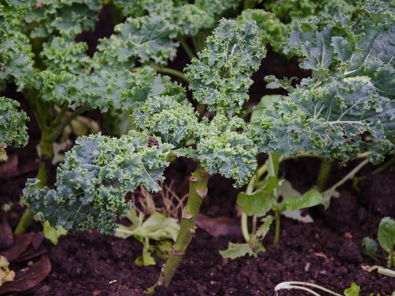 As well as apple dookin’ being used for fortune telling, cabbage stalks were also used to predict the future. As can be read in Robert Burns’ poem “Halloween”, young people would pull stalks of kale from the ground after dark or blindfolded to discover information about their future spouse. The size and shape of the stalk would indicate either a bright future or possible misfortune – though cabbage stalks were also said to be used in purifying houses.