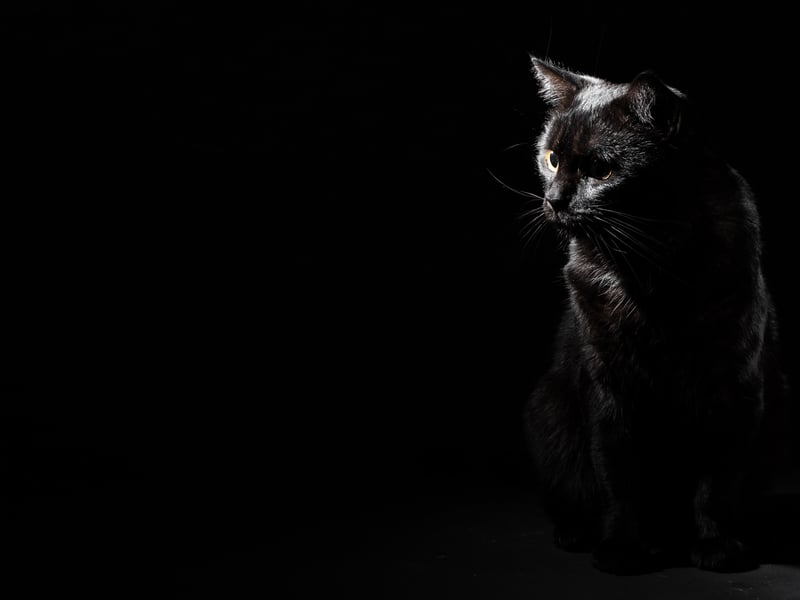 Black cats now serve as a novel symbol of Halloween, but their ties to Halloween can be traced back to Celtic mythology. It was believed that black cats, particularly those with a white patch on their chest, were the animal forms of witches. Also known as “Cait Sìth”, alongside carving neeps, people would often leave out gifts for the feline in the hopes of receiving its blessing.
