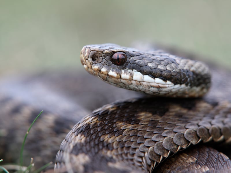 Despite the fact that there are only three venomous snakes which call the UK home, 32% of Scottish people fear snakes.