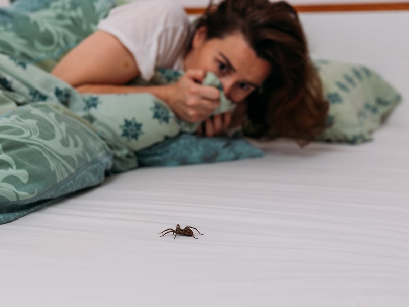 Another common thing Scots are afraid of is spiders, which 32% of those surveyed counted among their fears.