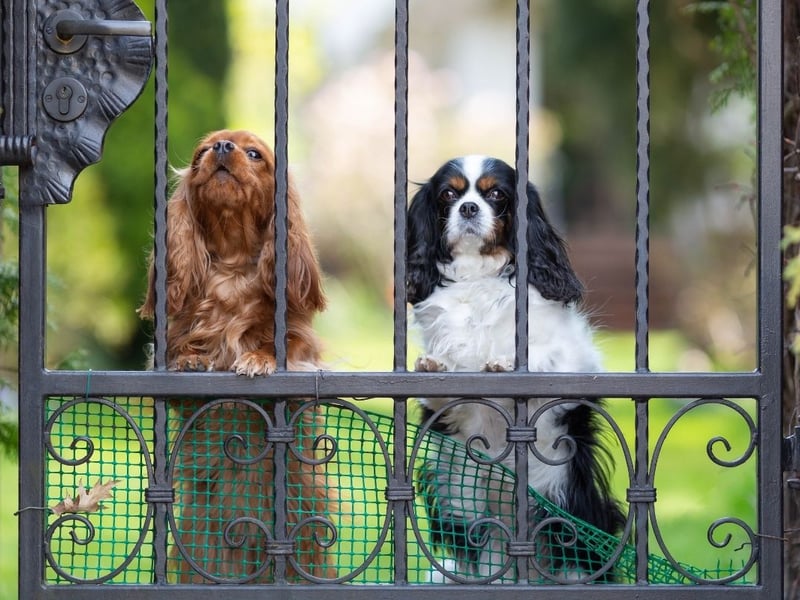 Make sure your doors and any gates are secure so your dog is unable to escape if they are scared by a firework.
