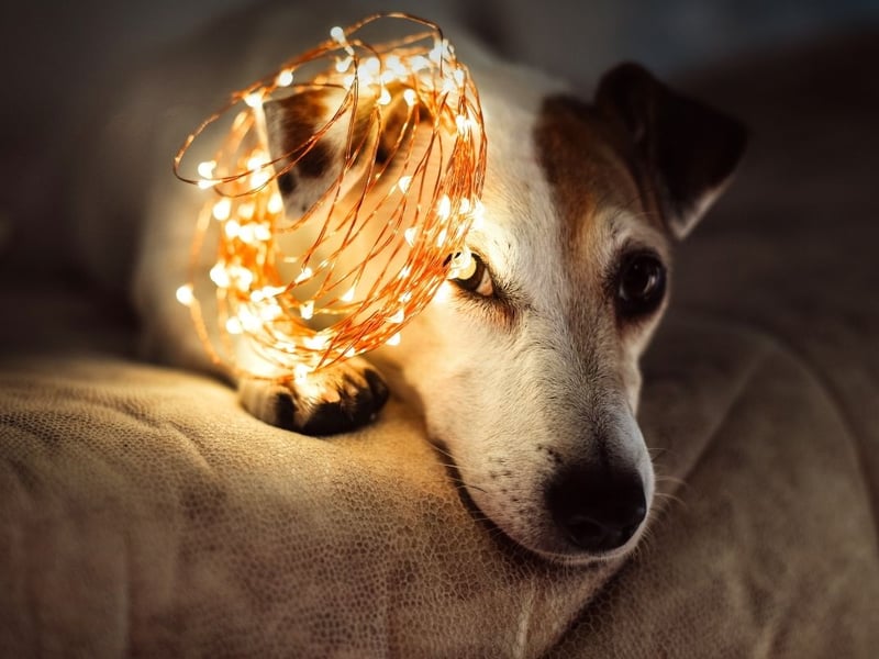 Turn the lights on to reduce the sight of the light around fireworks.