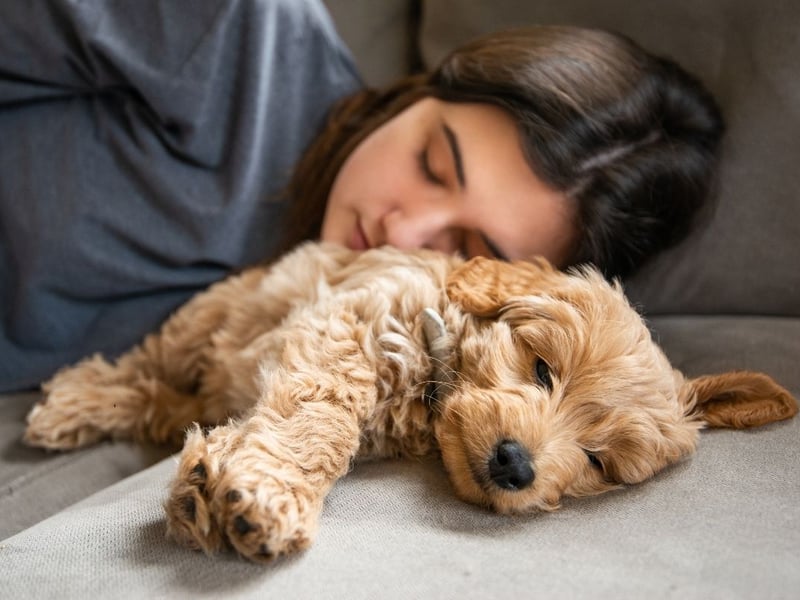 This will help your dog stay a little calmer. 