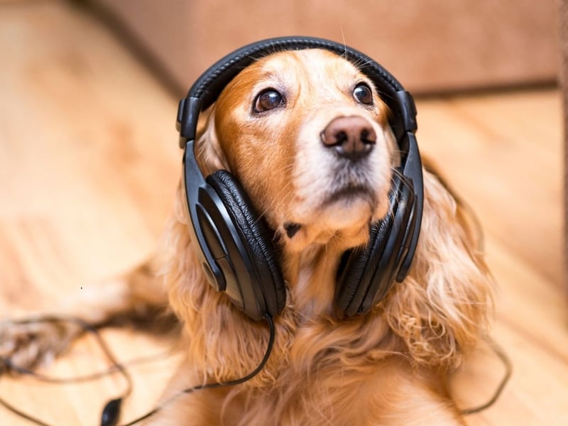 The Classic FM radio station should have their normal calming show on for dogs but any music will help. I often suggest also putting the TV on with something loud, like a war movie or Strictly Come Dancing to try to drown out the noise of the fireworks as much as possible (remember dogs' hearing is more acute than ours and they will most likely be able to smell the fireworks).