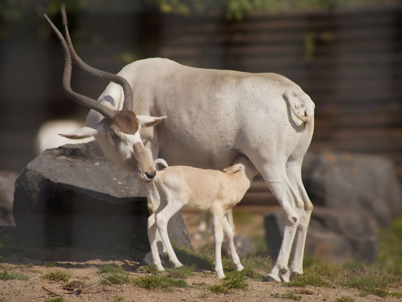 Marwell Wildlife is celebrating a baby boom at the zoo after welcoming adorable new arrivals.

Pictured: Addax calf 