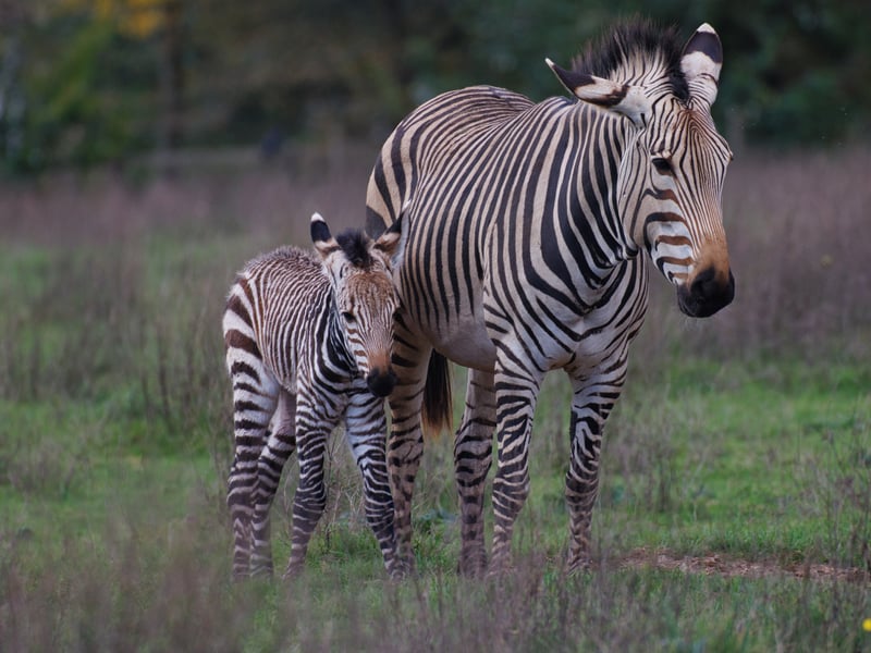 Marwell Wildlife is celebrating a baby boom at the zoo after welcoming adorable new arrivals. 
Pictured: Zebra 