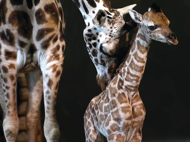 Marwell Wildlife is celebrating a baby boom at the zoo after welcoming adorable new arrivals. 
Pictured: Ruby and baby 