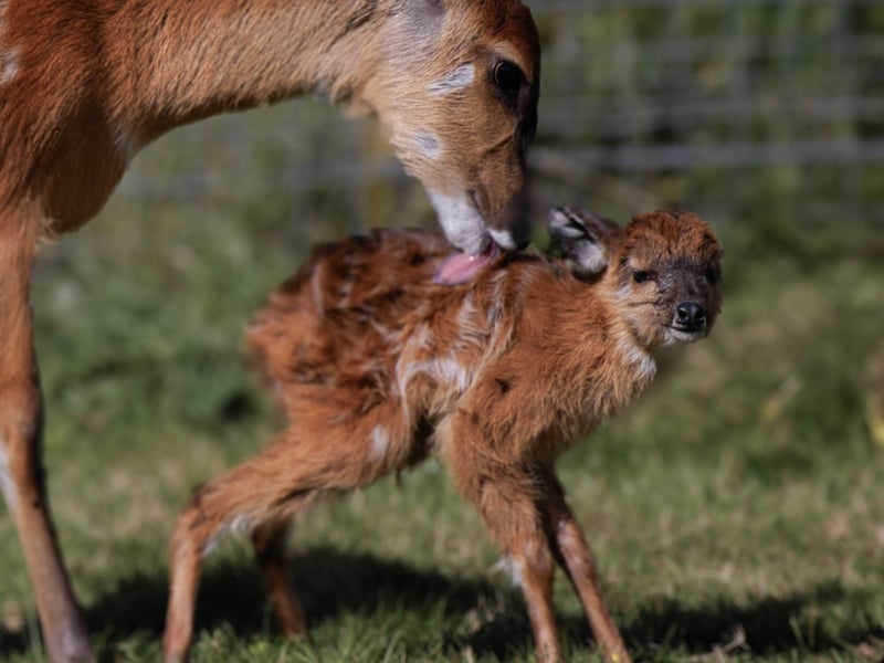 Marwell Zoo has celebrated a baby boom. 
Pictured: Sitatunga Calf

Credit Paul Webber 