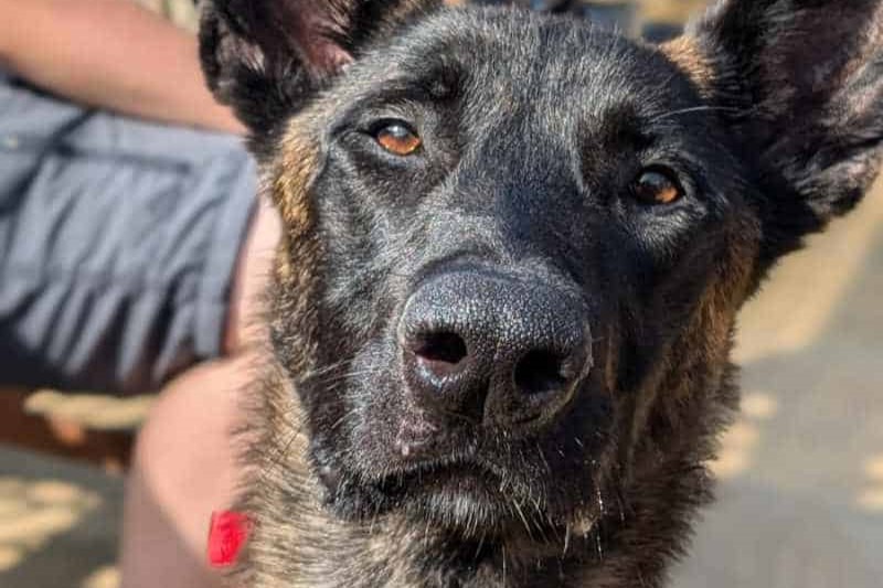 Lola is a three-year-old Belgium Malinois who was found in a property on her own. The team believes that for at least four days, if not more, she was starving. She was so hungry she even ate a toy hoping to fill her stomach. She would suit a family who have just as much energy as her.
