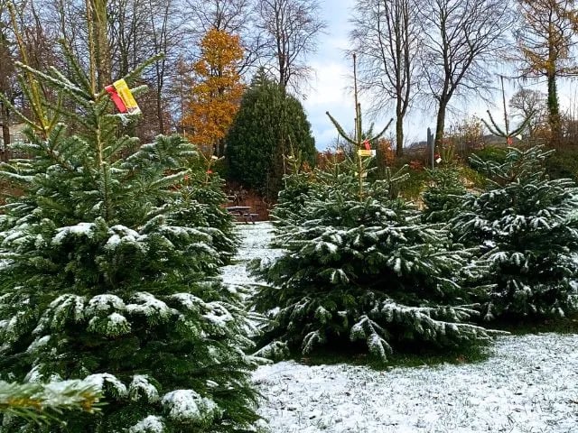 Step into the magic of WinterFest this Christmas at Dalkeith Country Park. Glide across the NEW outdoor Ice Rink under twinkling lights, or join Santa for a special group session at ‘A Tale with Santa’ in The Christmas Cabin. Enjoy Elf Storytelling, race through the Festive Doddie Dash, get creative in the Kids’ Christmas Workshops, or gather friends to craft something special in Restoration Yard’s Wreath Making Workshops from November 29 2024.