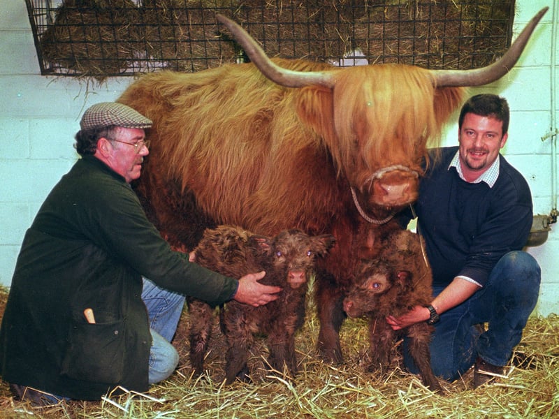 Newly born Highland calves Cliff and Richard pictured in 1999 at Graves Park with supervisor Peter Fletcher, left, stockman Brendan Carpenter, right, and proud mum, old Yellow, whose pedigree name is Bhanna Prionnsa the Second of Hunger Hill.