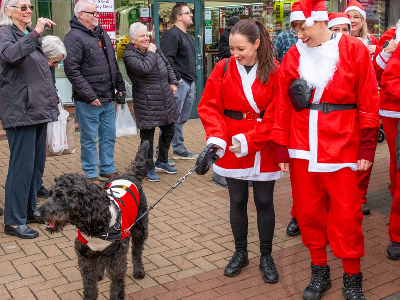 A labradoodle santa