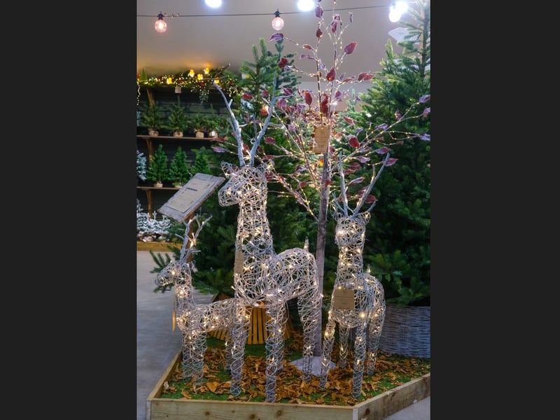 These reindeer figures form part of the Christmas display at Wentworth Garden Centre. Photo: Dean Atkins