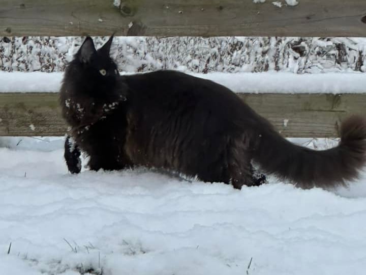 YEP reader Laura Jade Keenan shared this photo of her cat in the snow that fell overnight. 
