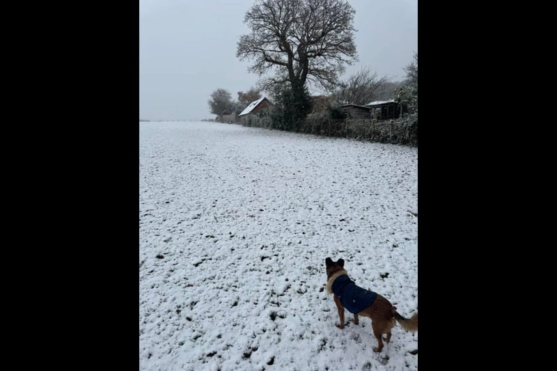 Wintery scenes as snow falls across Hampshire - in pictures