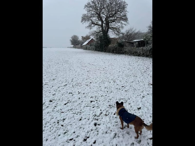 Snowy scenes in Lovedean