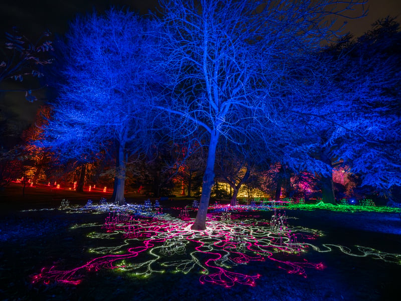 Wander through a magical, illuminated outdoor trail in the Royal Botanic Garden.