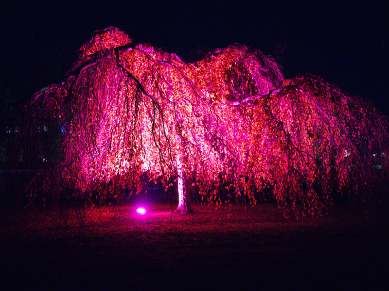 Many people has visited Victoria Park to admire colourful illuminations at Victoria Park. Picture: Marcin Jedrysiak