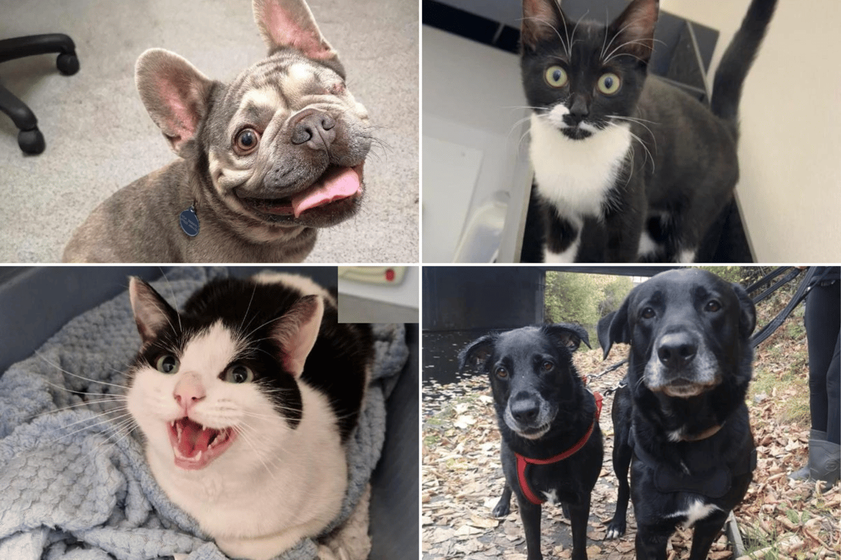 Ooglecat Rescue 9 gorgeous cats and dogs up for adoption, including kittens abandoned ...