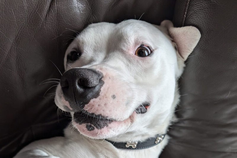 Two-year-old Freddie is a sweet-natured and gentle Staffie who has been enjoying time in his foster home and can't wait to find his new family. They would need to commit to his training - and he would prefer a quieter home, but could live with older kids.