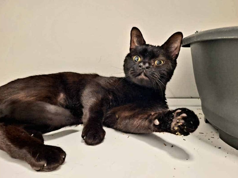 Shadow is a four-year-old male Domestic Shorthair with a velvety black coat and a gentle, loving nature. He’s seeking a quiet home without other pets, as he prefers to be the centre of attention. Shadow enjoys head-to-tail strokes and chin scratches. He’d do well with cat-savvy children aged 14 and older, and would love a garden to explore once settled.