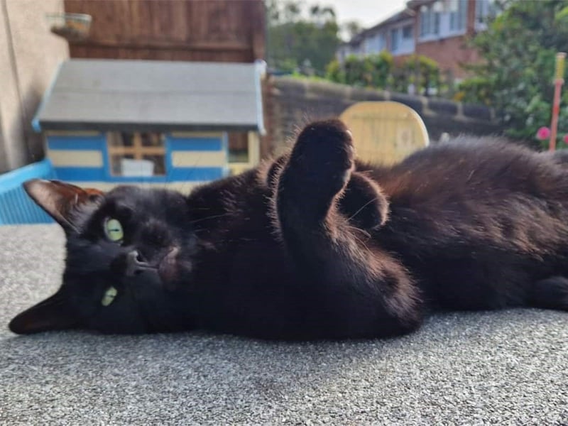 Five-year-old Billy loves nothing more than to be fussed over. He would love a new home where he can spend his days lounging around. He has had three homes up until now. Billy would prefer to be the only cat in the home.