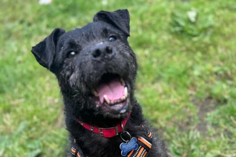 Haggler is a four-year-old Patterdale Terrier with a lively, energetic personality. He came to the RSPCA after a difficult past but has recovered well and is seeking an experienced, active home. Haggler thrives on exercise and would excel in activities like scent work. He needs an adult-only home without other pets but could enjoy dog-walking friends in time.