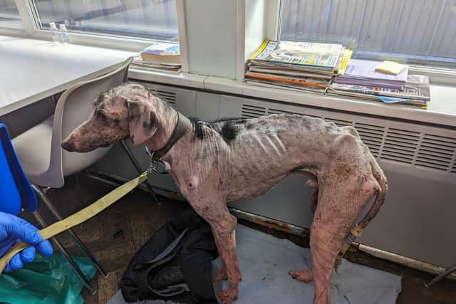 The RSPCA has revealed a rise in the number of abandoned pets in South Yorkshire