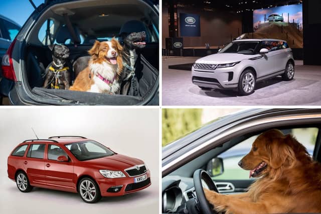 Some cars are perfectly suited for pups.