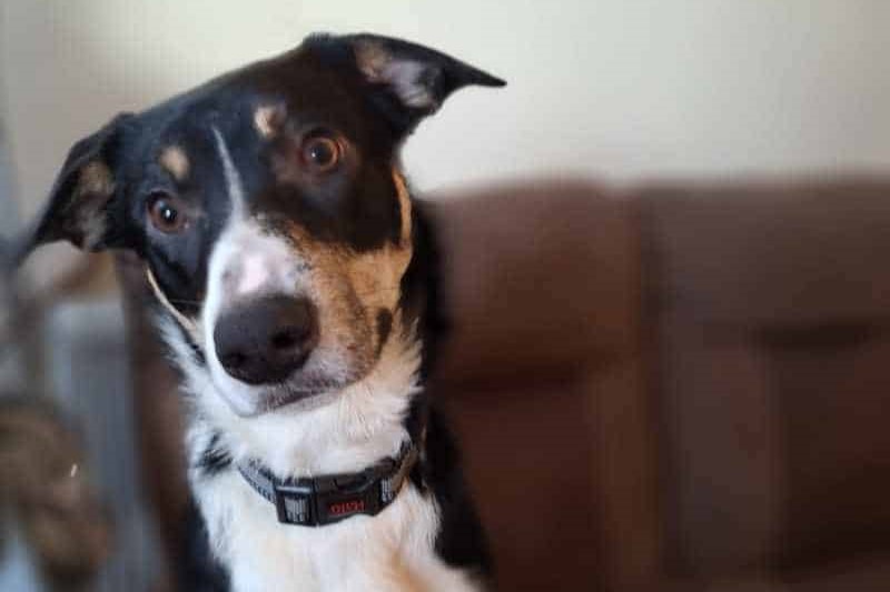 Harley is an 11-month-old Border Collie full of energy and intelligence. This petite young dog loves chasing toys and shows a natural herding instinct. Friendly and eager to learn, Harley enjoys meeting new people and thrives on mental stimulation, making him a great candidate for agility or scent work. He needs an active, experienced home with a large garden and ongoing training support.