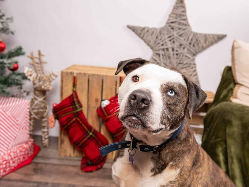 Ajay is a charming seven-year-old Staffordshire Bull Terrier with a contagious smile and a gentle demeanour. A pro at loose lead walking, he enjoys exploring at a steady pace and adores leaning in for cuddles. Ajay would thrive as the only pet in a loving home and could live with dog-savvy children after careful introductions.