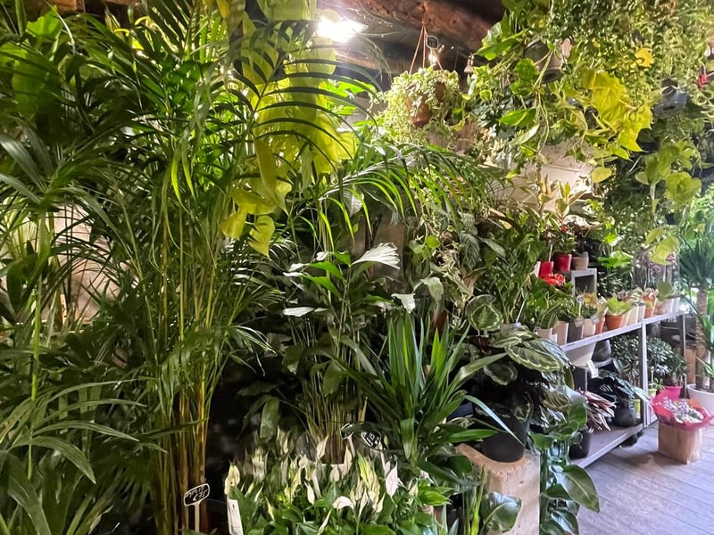 Here you will find plenty of plush green plants and leaves 