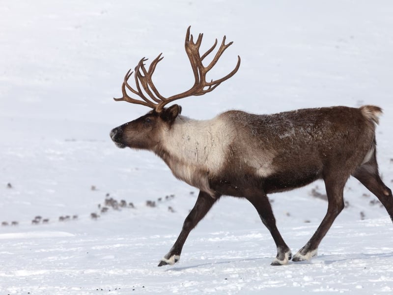 No-eye deer.