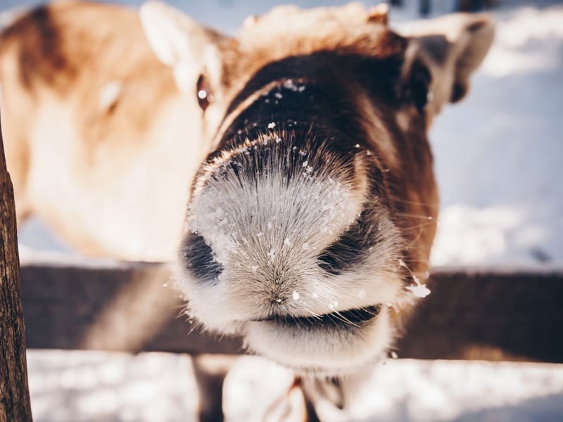 Still no-eye deer.